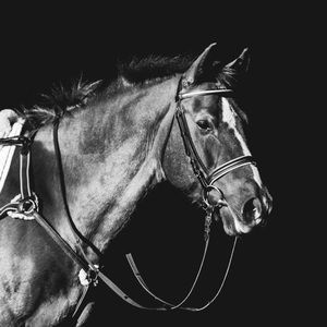 Meet your Posher, Marjorie